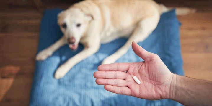 狗狗皮膚酵母菌感染