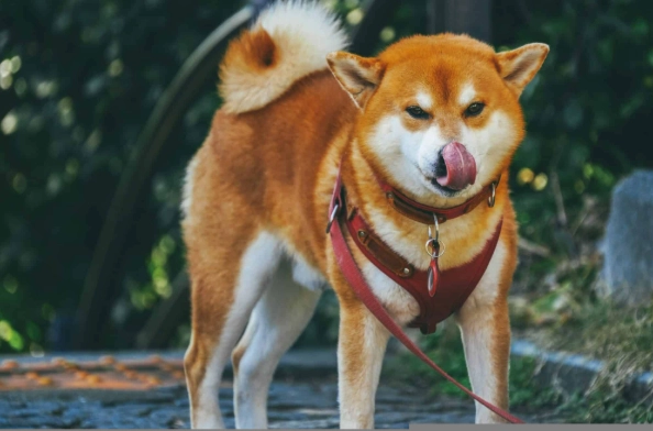 狗狗可以吃甜椒嗎
