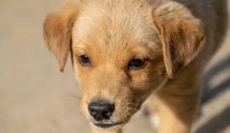 寵物分離焦慮症狀