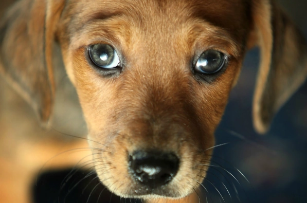 狗狗眼睛疾病症狀