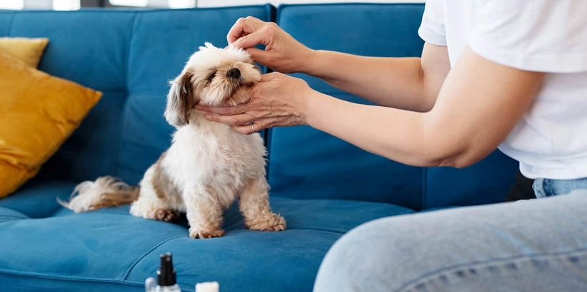 狗泌尿系統疾病