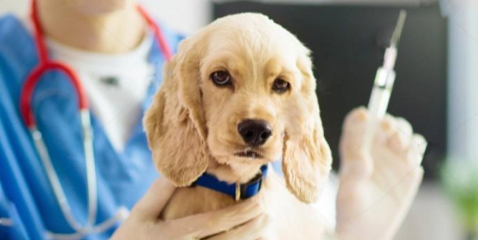 狗狗疫苗必要性