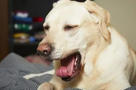 狗腸胃蠕動聲音