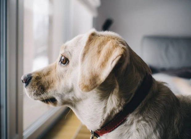 小狗分離焦慮