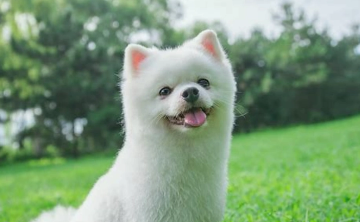 狗狗大便黑色原因