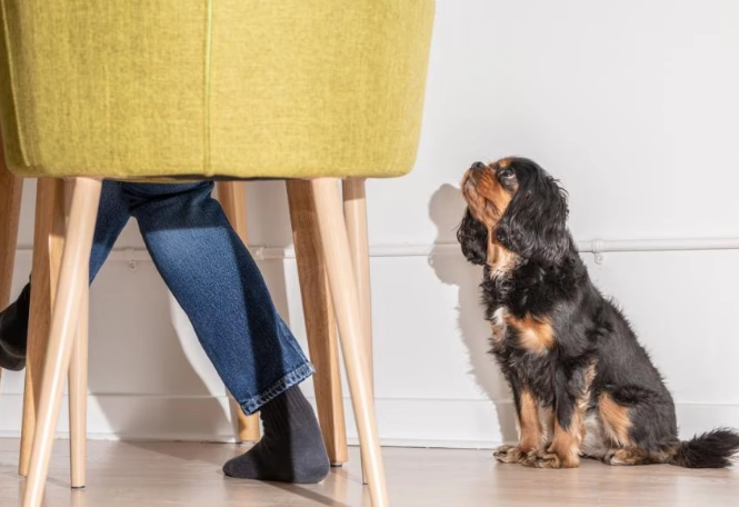 圣女果对狗有害吗