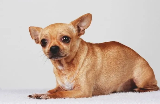 吉娃娃標準體重