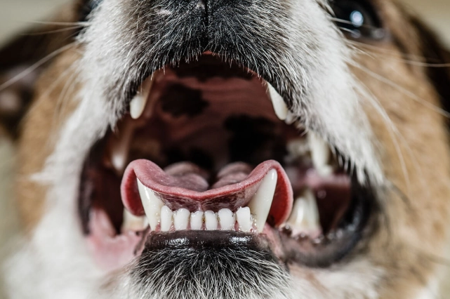 狗狗口腔護理 狗狗口腔護理