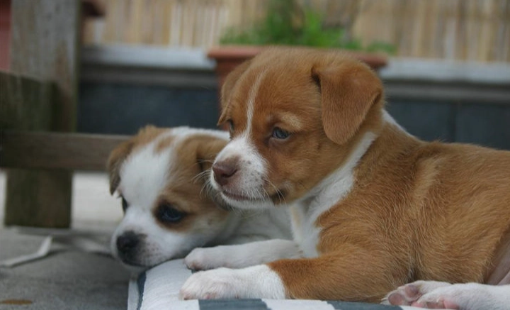 狗狗晚上叫原因 狗狗晚上叫原因