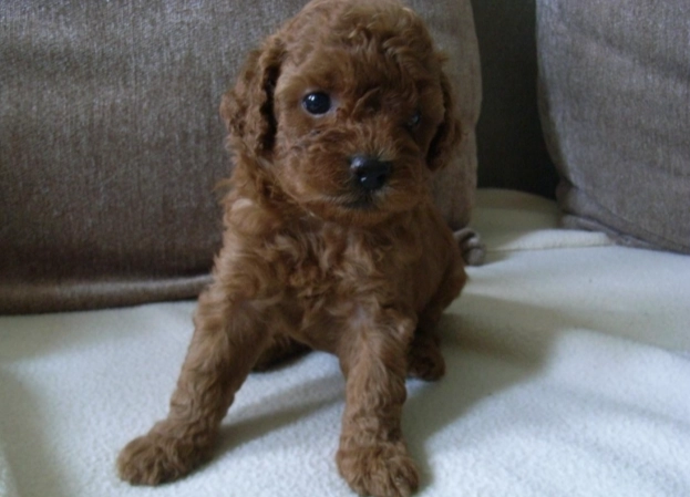 玩具貴賓犬體重標準