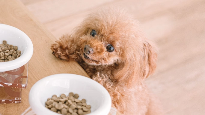 蝦殼對狗狗的影響 蝦殼對狗狗的影響