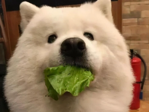 甜椒對狗有毒嗎