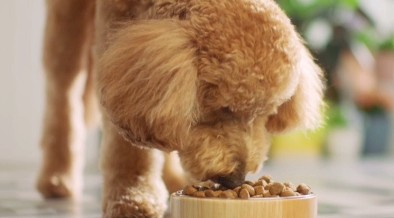 狗狗吃蝦殼安全嗎 狗狗吃蝦殼安全嗎