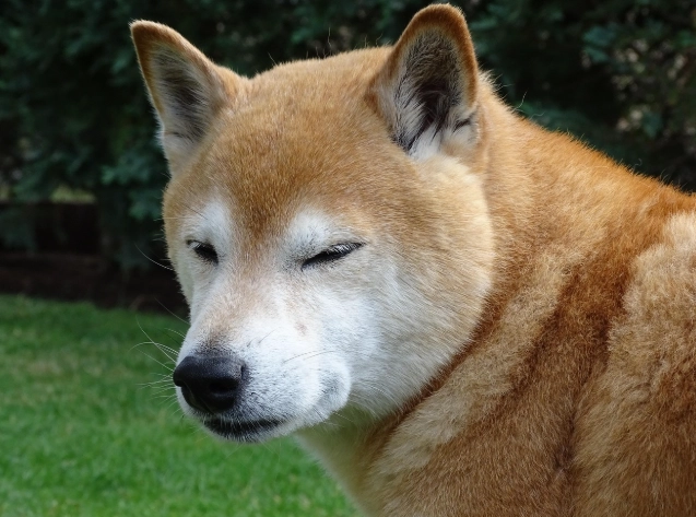 小型犬氣管問題 小型犬氣管問題