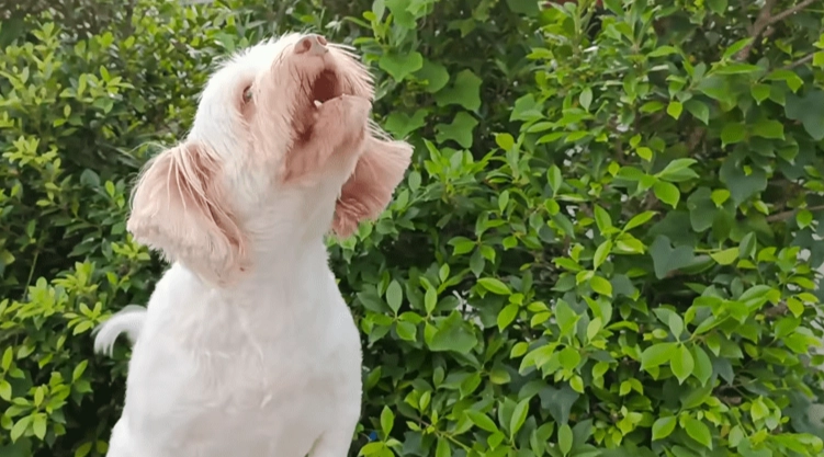 小型犬不叫訓練