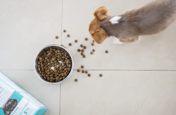 狗狗尿血怎麼辦