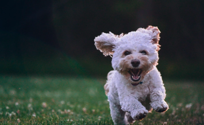 狗吠叫訓練方法