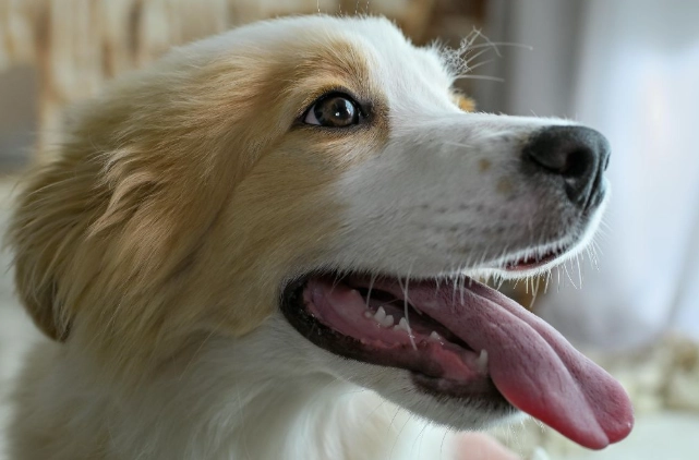 狗狗耳朵清潔頻率