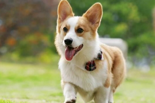 狗狗大便黑色原因