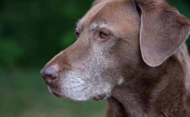 寵物眼藥水推薦