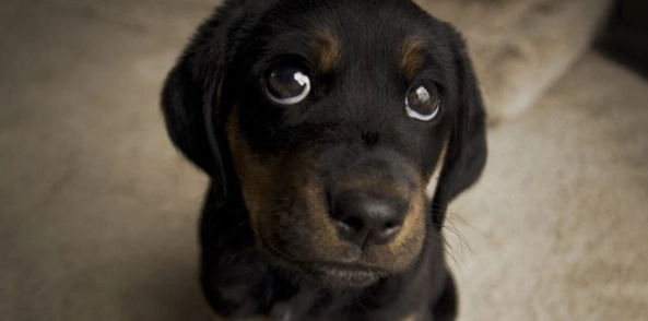 狗狗眼睛護理方法