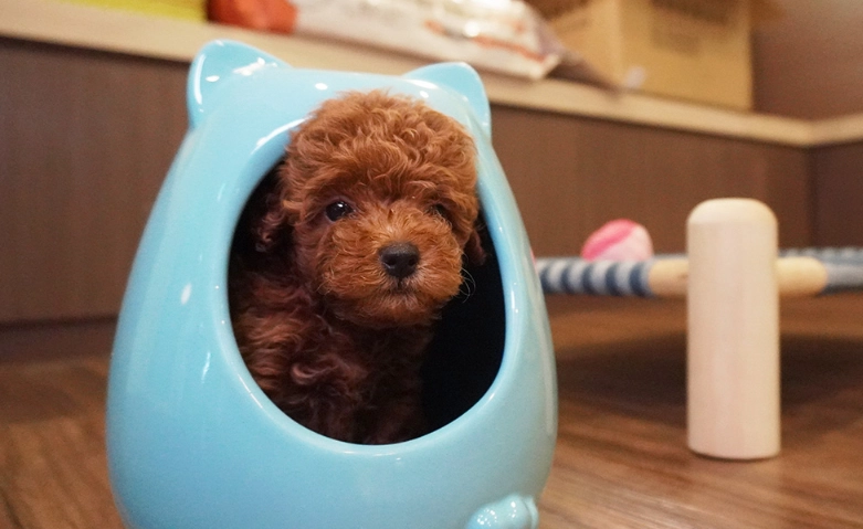 貴賓狗品種 貴賓狗品種