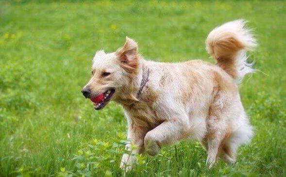 狗壽命影響因素