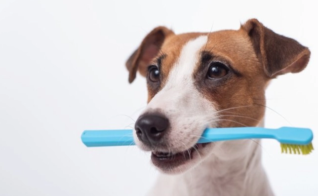 狗狗口腔護理 狗狗口腔護理