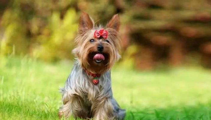 小型犬不叫訓練