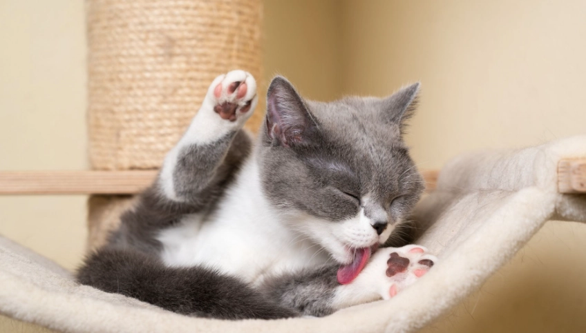 幼貓驅蟲方法 幼貓驅蟲方法