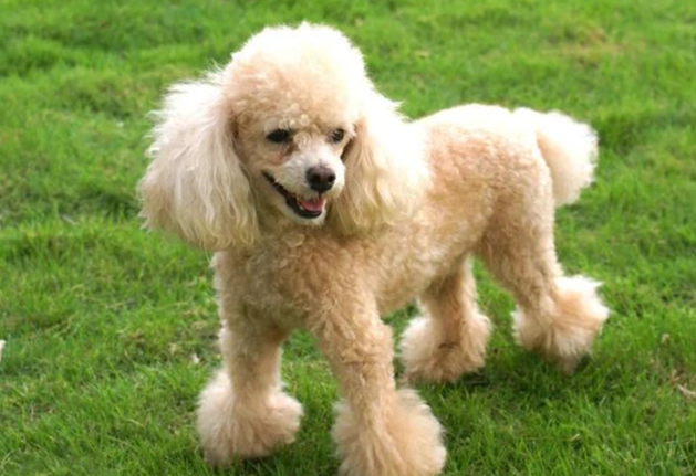 貴賓狗飼養 貴賓狗飼養