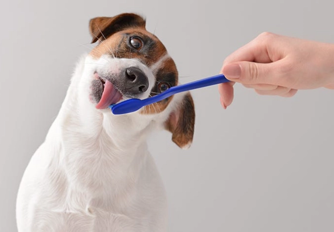 氣管塌陷症狀 氣管塌陷症狀