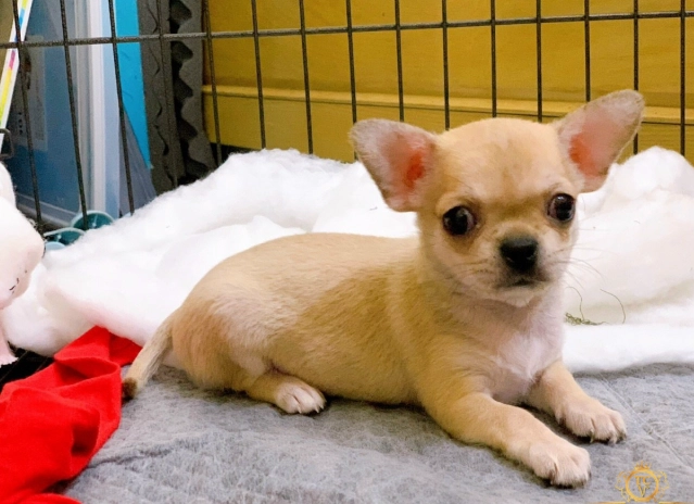 幼犬照顧注意事項