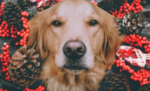 狗狗嗅覺靈敏度 狗狗嗅覺靈敏度