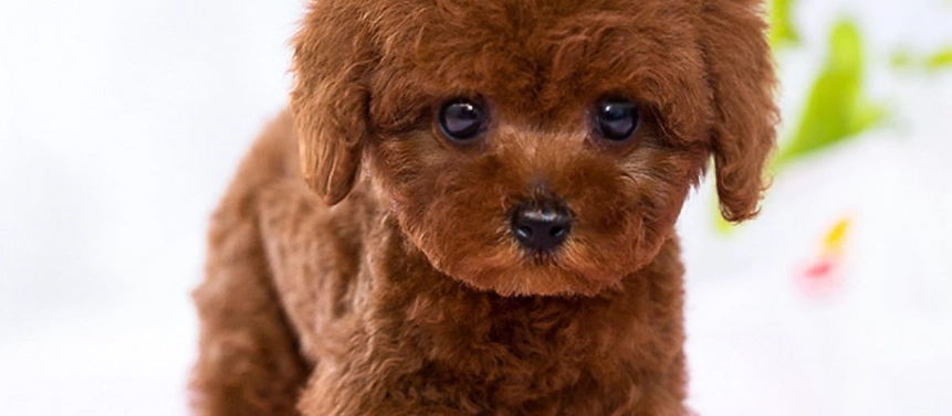 貴賓狗品種 貴賓狗品種