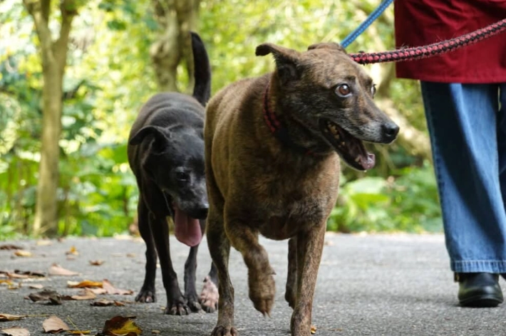狗嗅覺行為 狗嗅覺行為