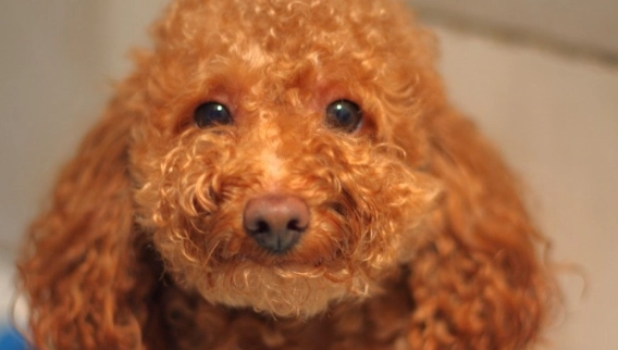 狗眼睛化膿原因