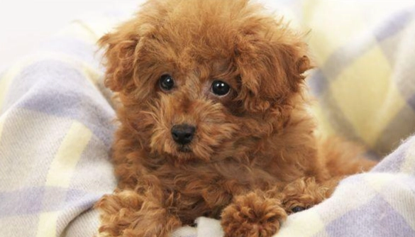 貴賓犬體型比較