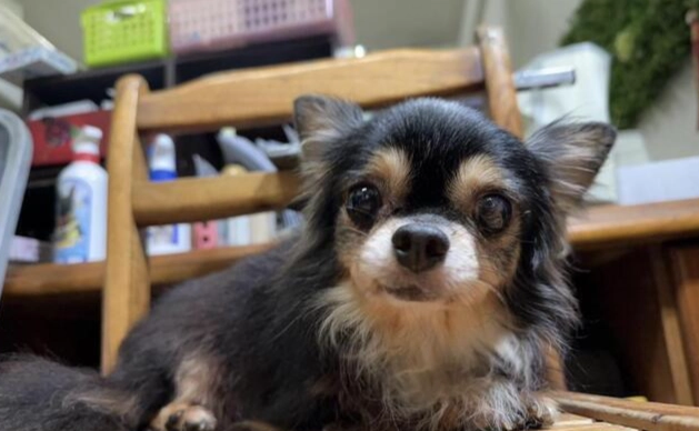 台灣吉娃娃領養