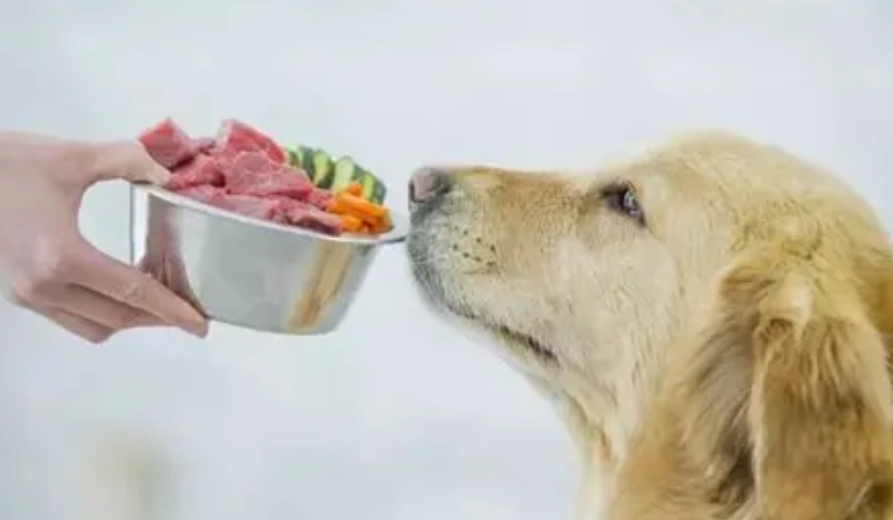 狗狗蛋白質需求