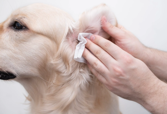 寵物耳朵護理