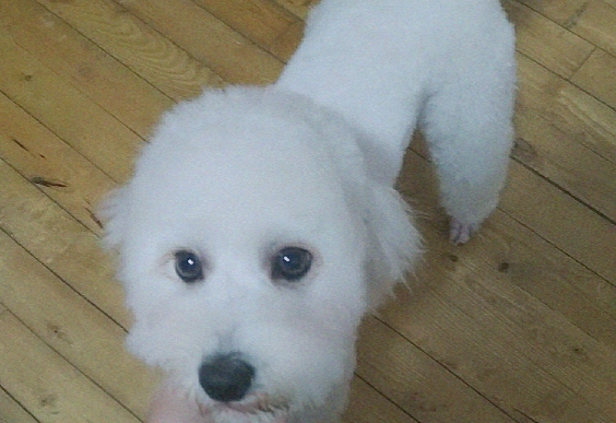 狗眼睛化膿原因