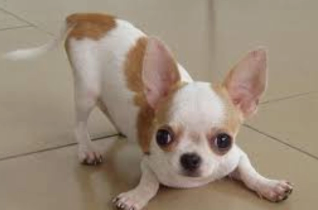 吉娃娃標準體重