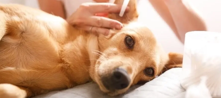 狗狗酵母菌感染症狀