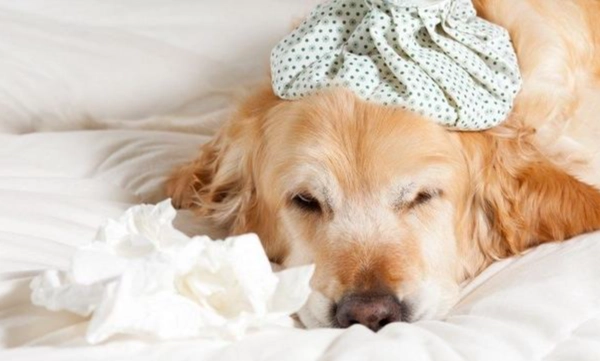 狗狗腹瀉帶血治療