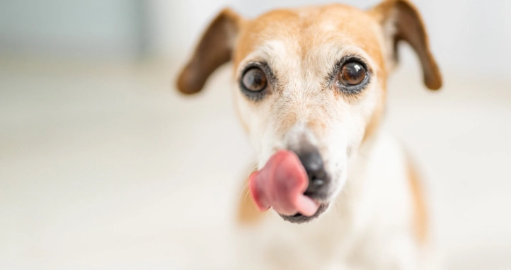 益生菌對寵物的好處