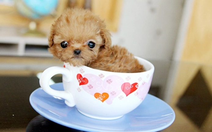 茶杯貴賓健康問題