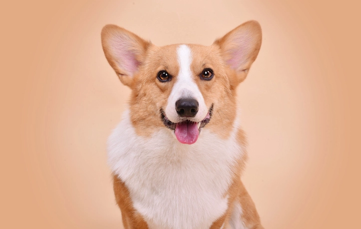 狗狗腹瀉黏液原因