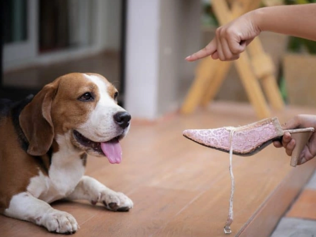 狗嗅覺行為 狗嗅覺行為