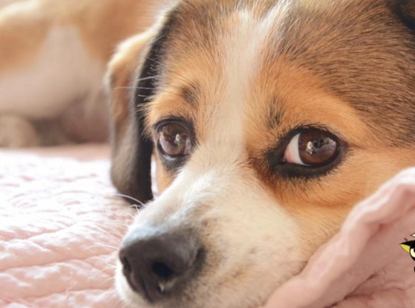 狗狗結膜炎治療